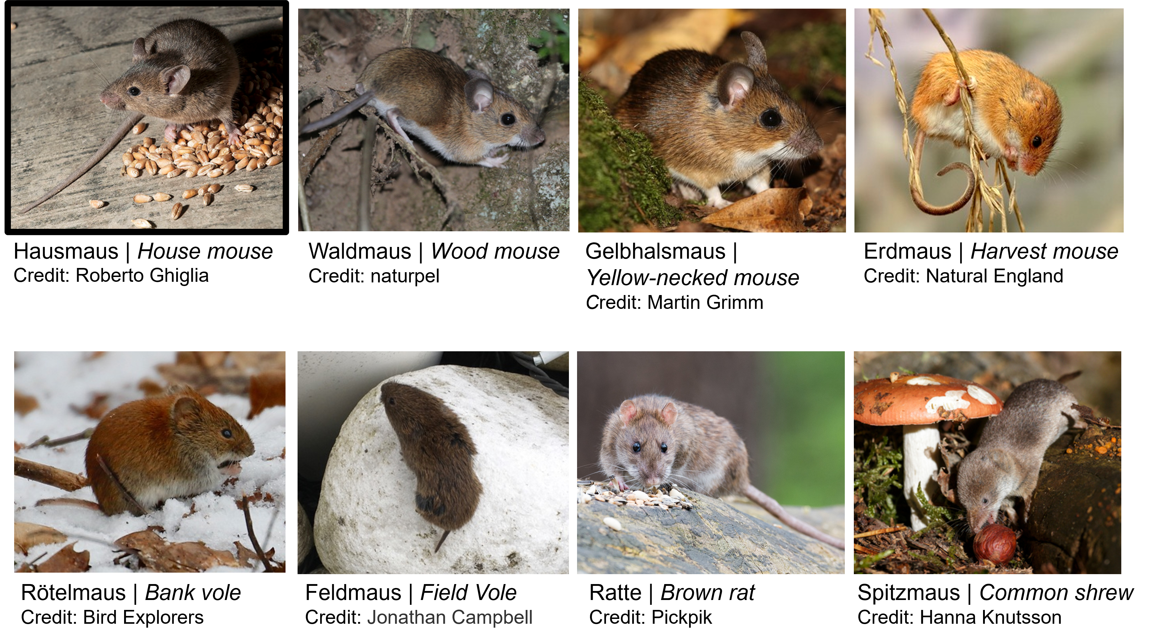 How to recognize a house mouse from other rodents